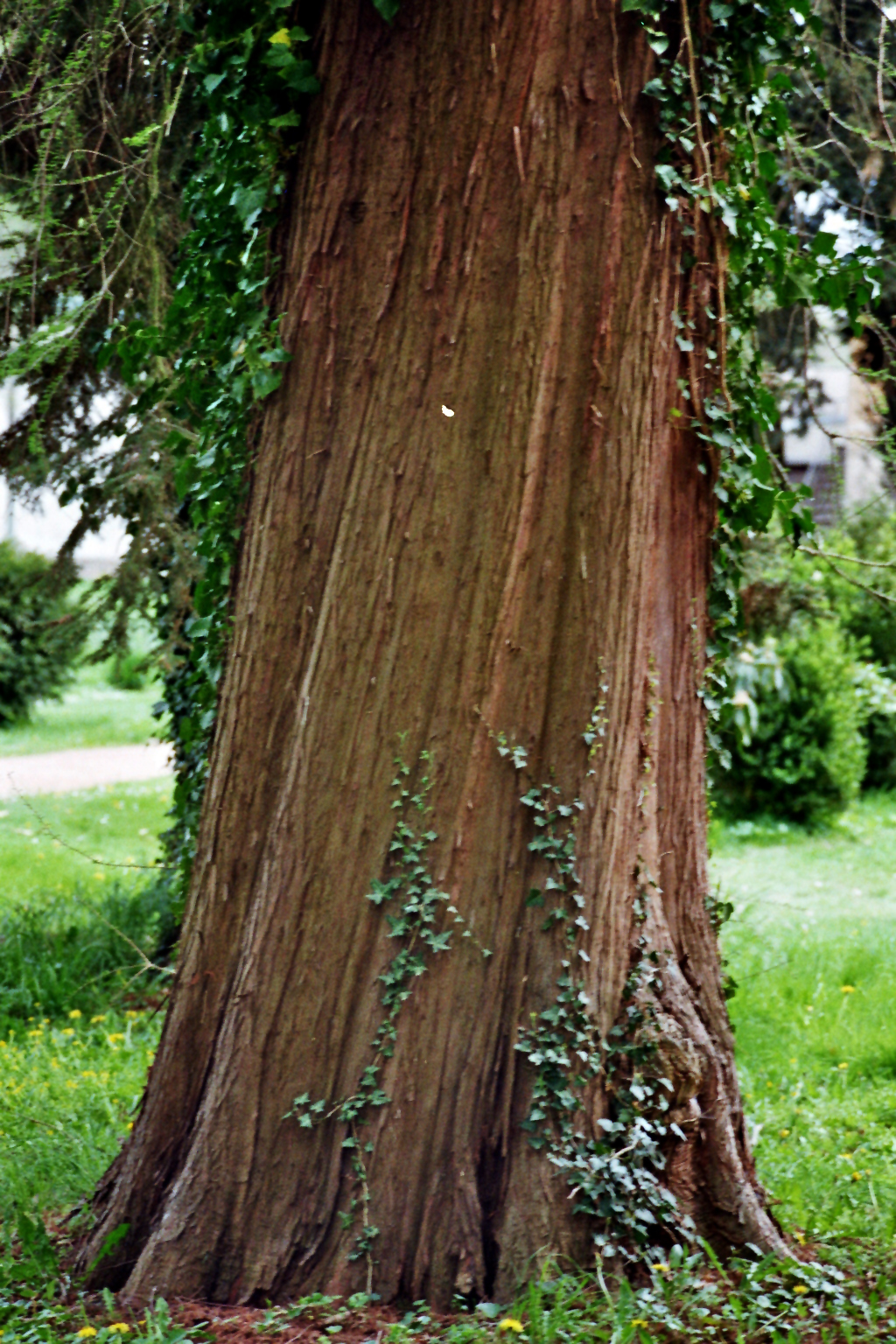 Baum an den römischen Bädern