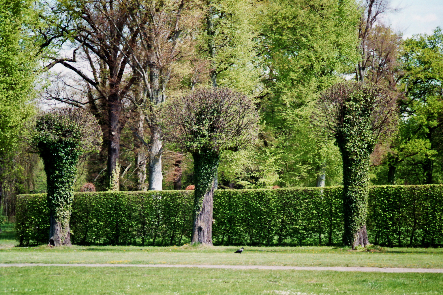 Parkbäume (Sanssouci)