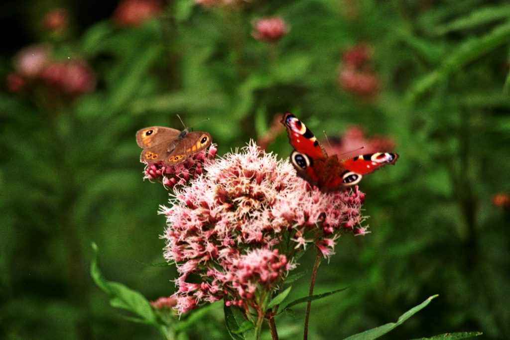 Kleine bunte Welt (Schmetterlinge/ Butterflies, Käfer/Bugs...) nature gallery 