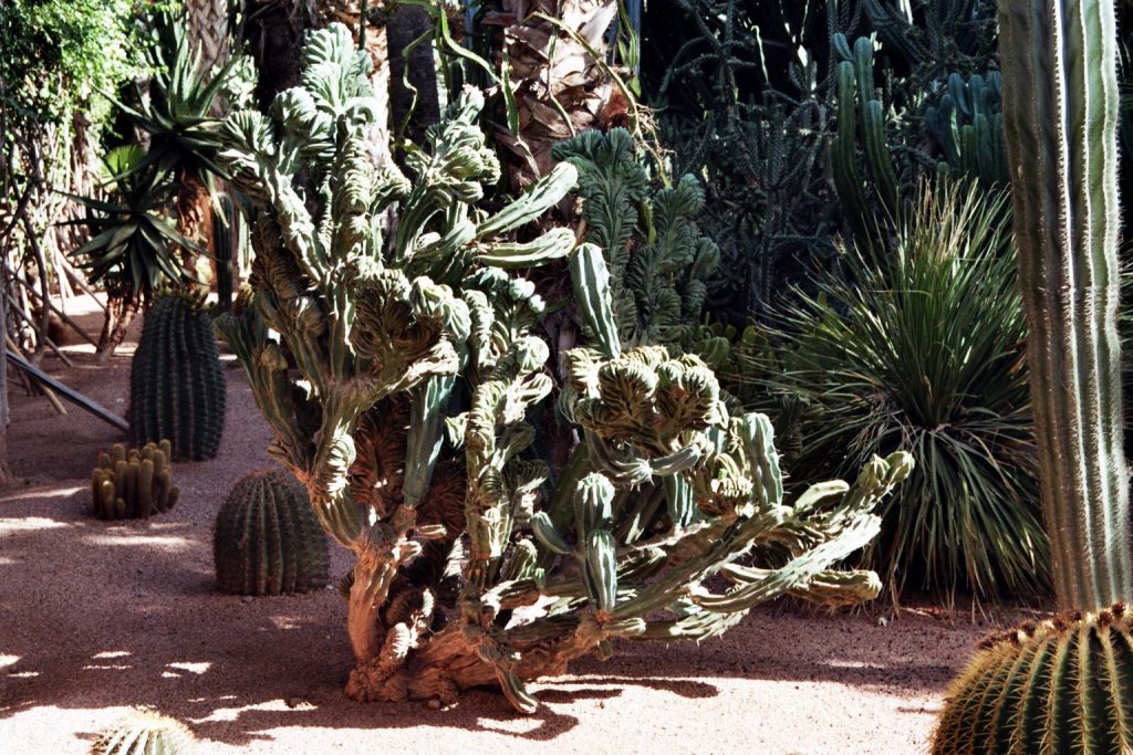 Wild Marocco (3): Le Jardin Majorelle - Marrakech Afrika Marokko Marrakesch nature gallery Verwunschene Orte 