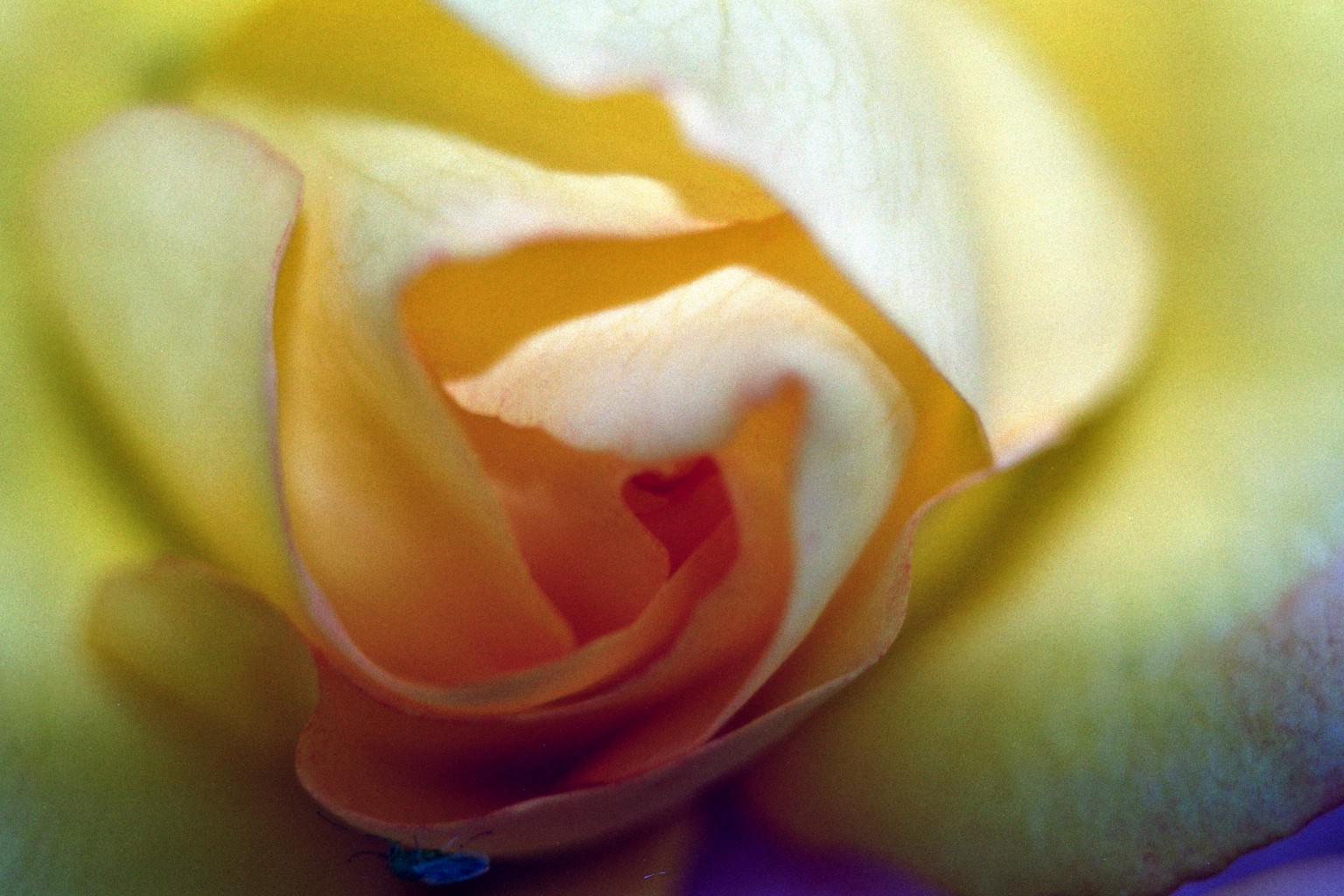 rose inside