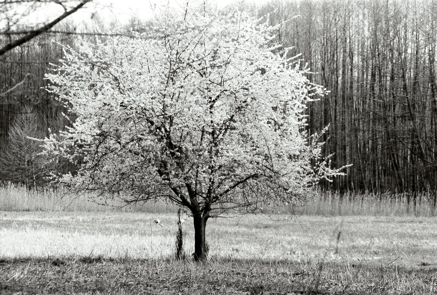 Kirschbaum mit Kranich
