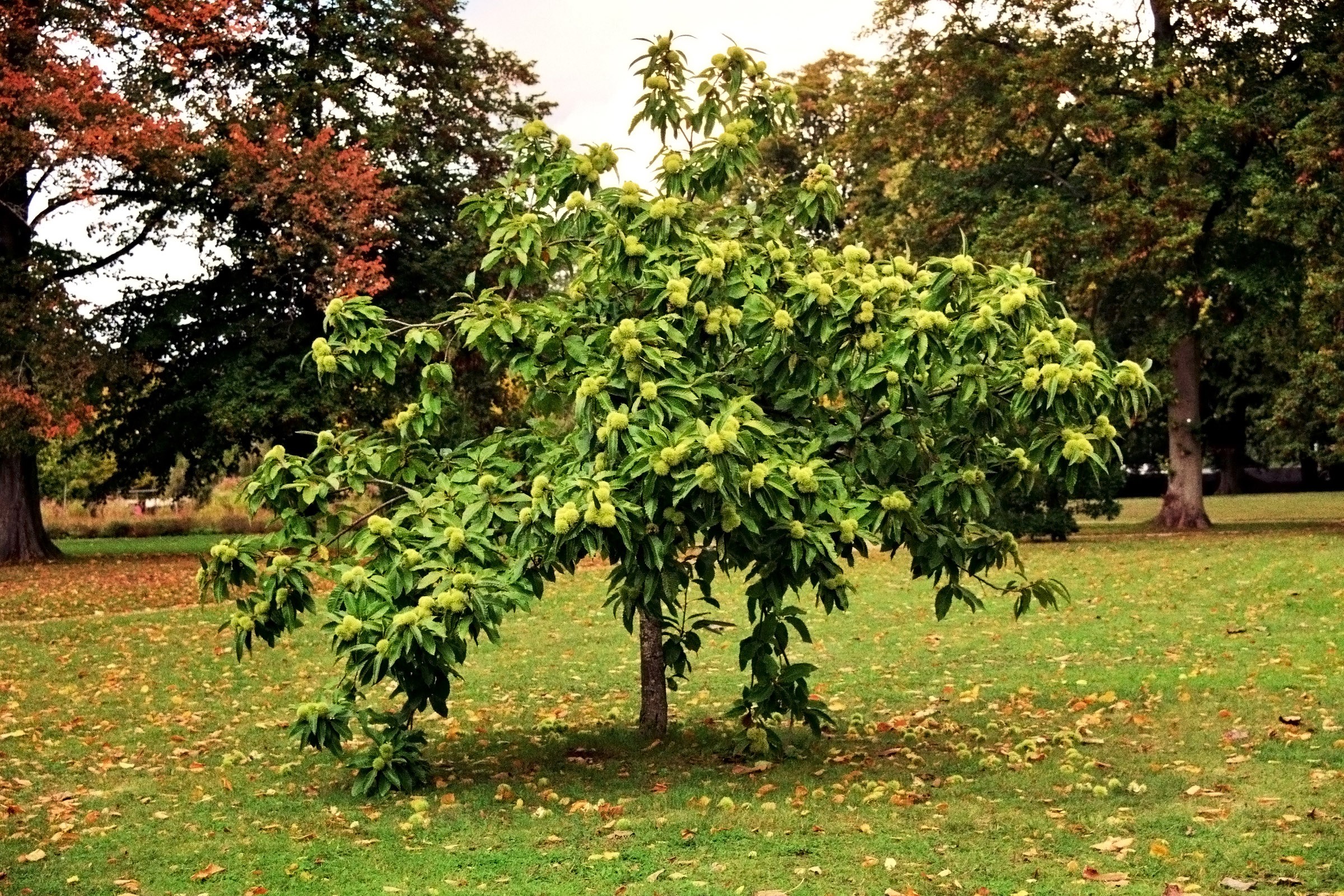 Maronenbaum, Esskastanienbaum